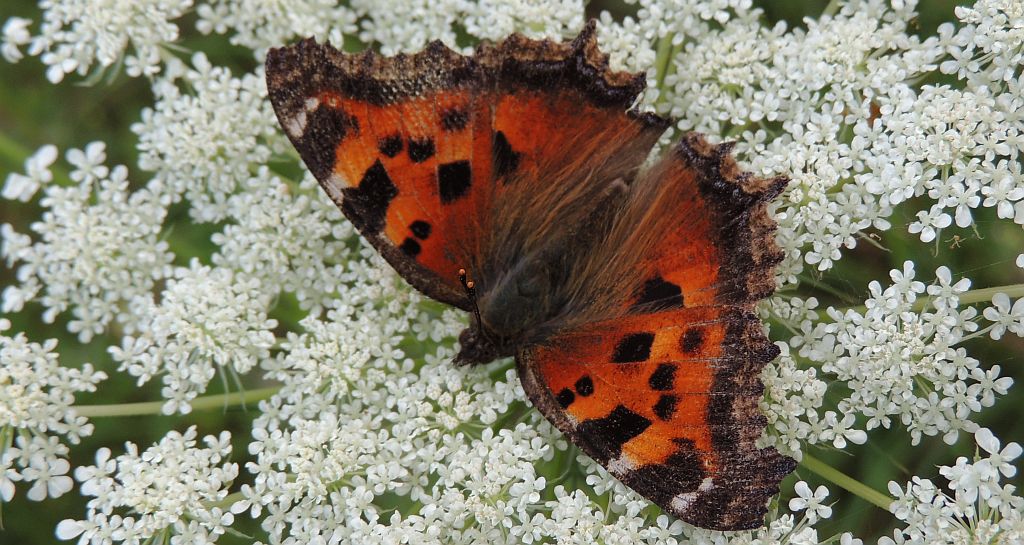 Rusałka drzewoszek (Nymphalis xanthomelas)