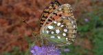 Dostojka aglaja, perłowiec większy (Argynnis aglaja)