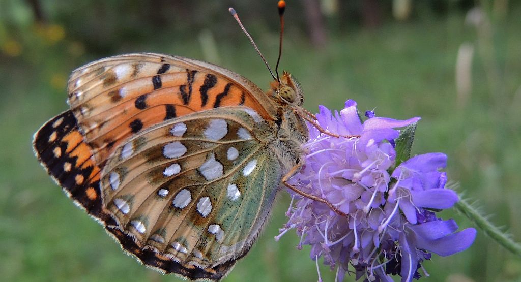 Dostojka aglaja, perłowiec większy (Argynnis aglaja)