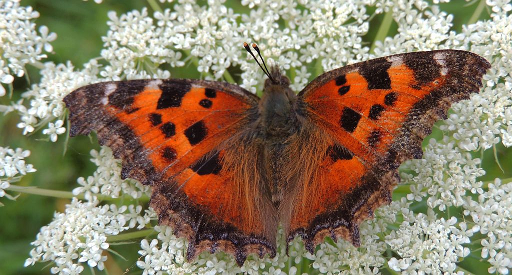 Rusałka drzewoszek (Nymphalis xanthomelas)