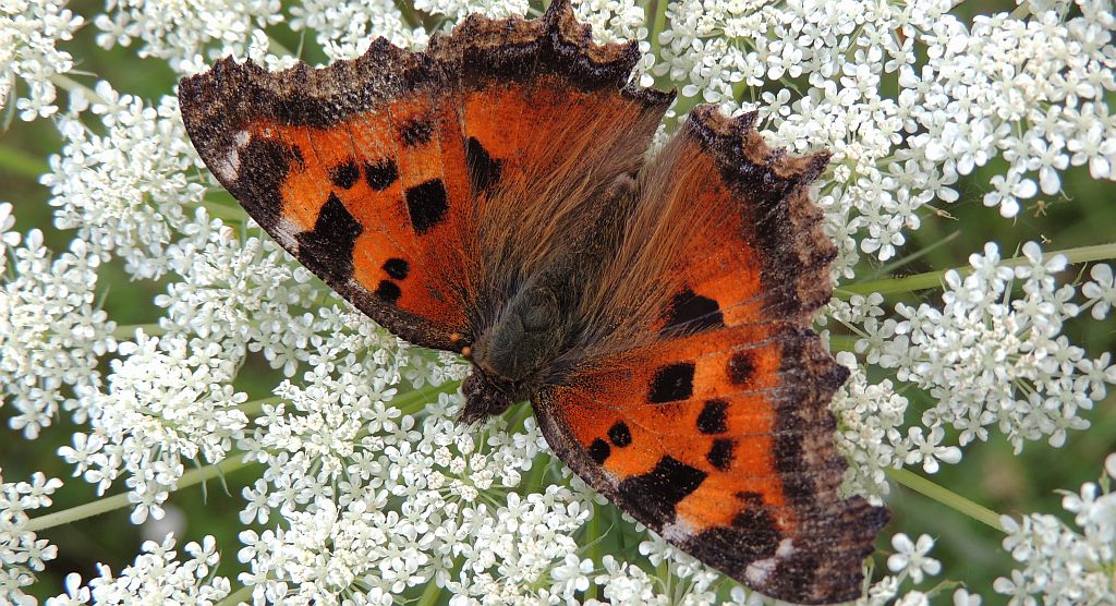 Rusałka drzewoszek (Nymphalis xanthomelas)