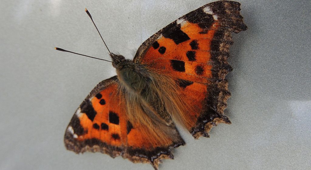 Rusałka drzewoszek (Nymphalis xanthomelas)