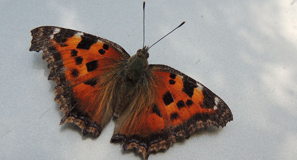 Rusałka drzewoszek (Nymphalis xanthomelas)