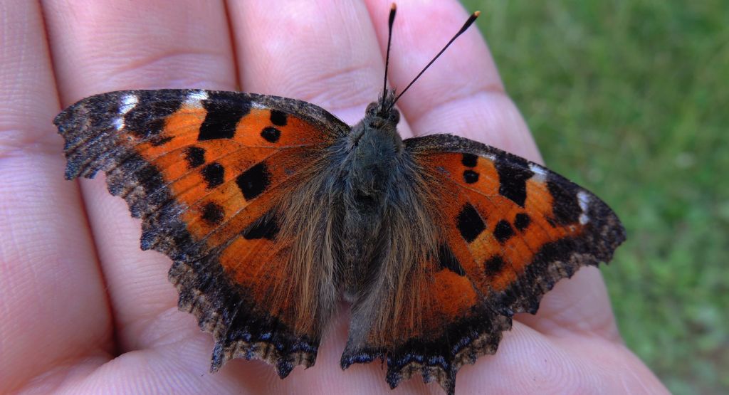 Rusałka drzewoszek (Nymphalis xanthomelas)