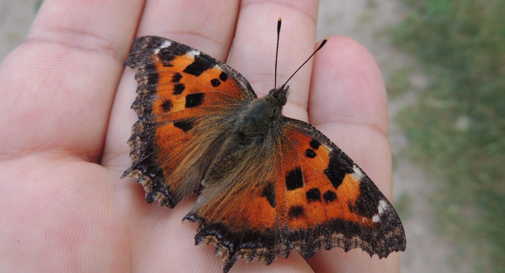 Rusałka drzewoszek (Nymphalis xanthomelas)