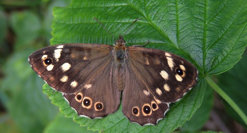 Osadnik egeria (Pararge aegeria)