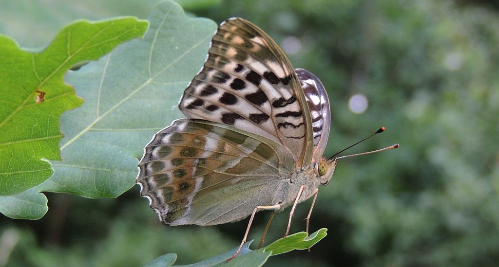 Dostojka malinowiec (Argynnis paphia)