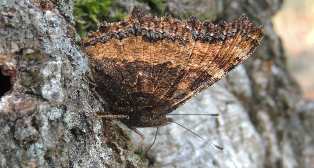 Rusałka drzewoszek (Nymphalis xanthomelas)