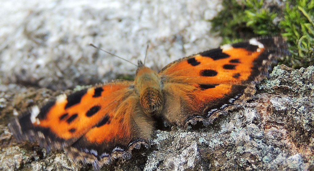 Rusałka drzewoszek (Nymphalis xanthomelas)