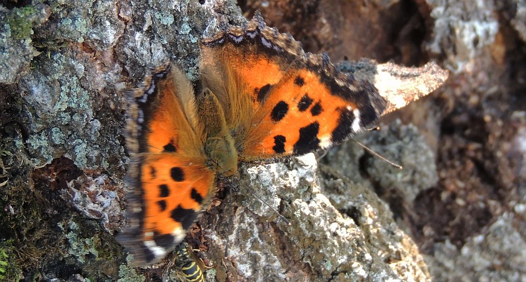 Rusałka drzewoszek (Nymphalis xanthomelas)