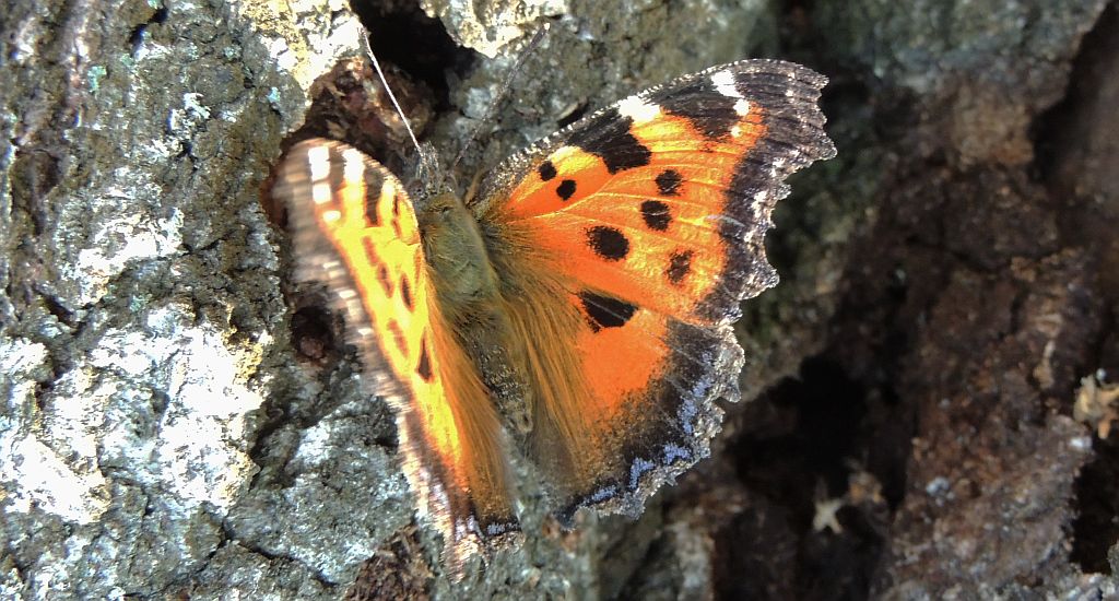 Rusałka drzewoszek (Nymphalis xanthomelas)