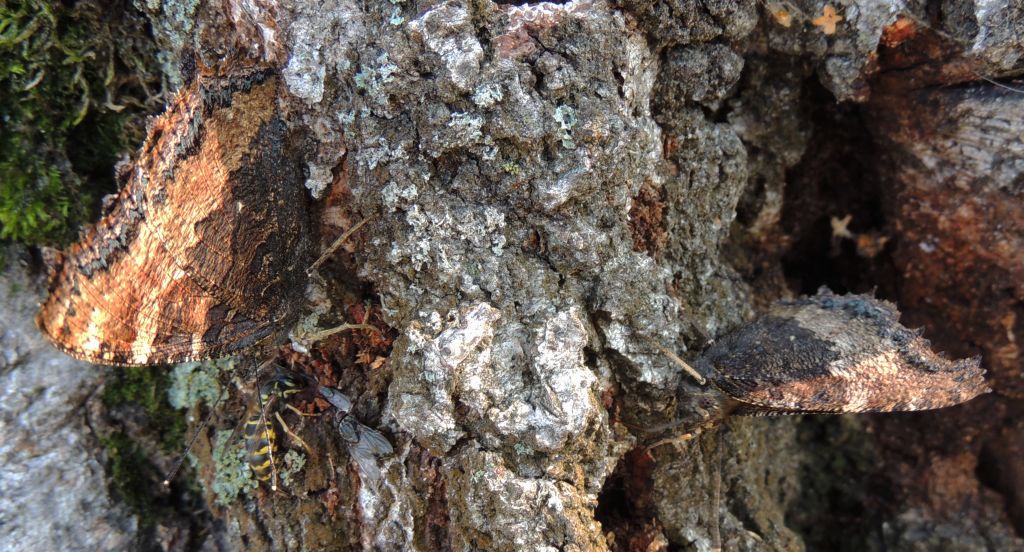 Rusałka drzewoszek (Nymphalis xanthomelas)