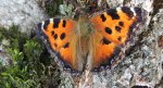 Rusałka drzewoszek (Nymphalis xanthomelas)