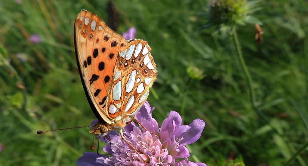 Dostojka latonia (Issoria lathonia)
