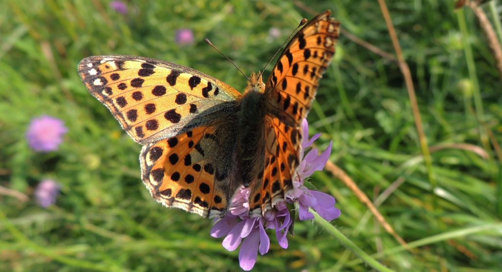 Dostojka latonia (Issoria lathonia)