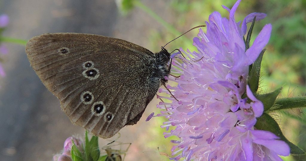 Przestrojnik trawnik (Aphantopus hyperantus)