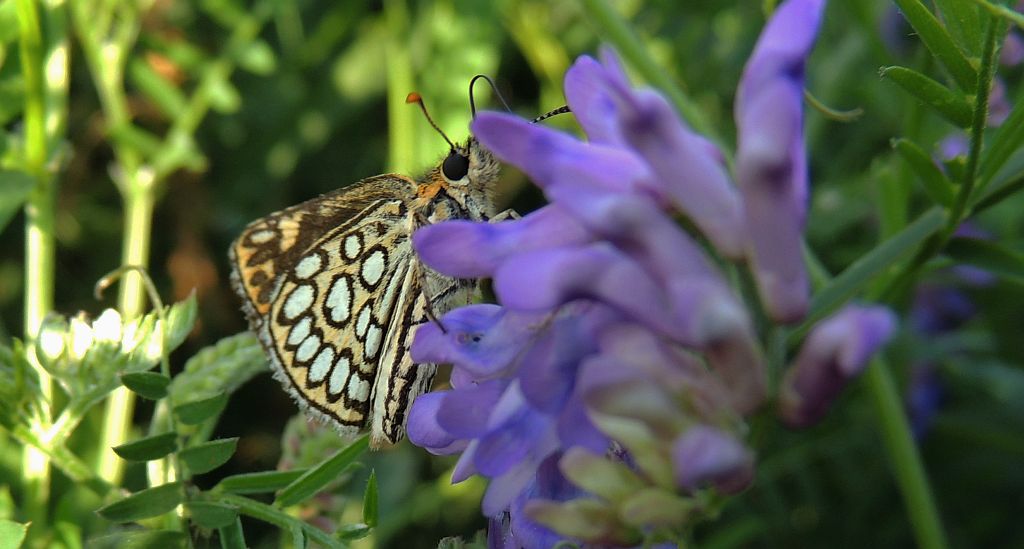 Rojnik morfeusz (Heteropterus morpheus)