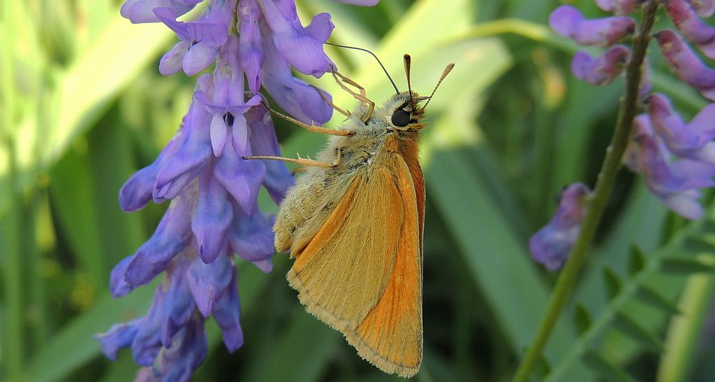 Karłątek ryska (Thymelicus lineola)