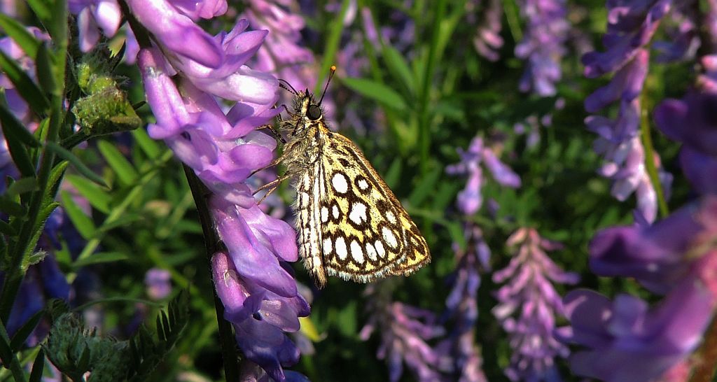 Rojnik morfeusz (Heteropterus morpheus)