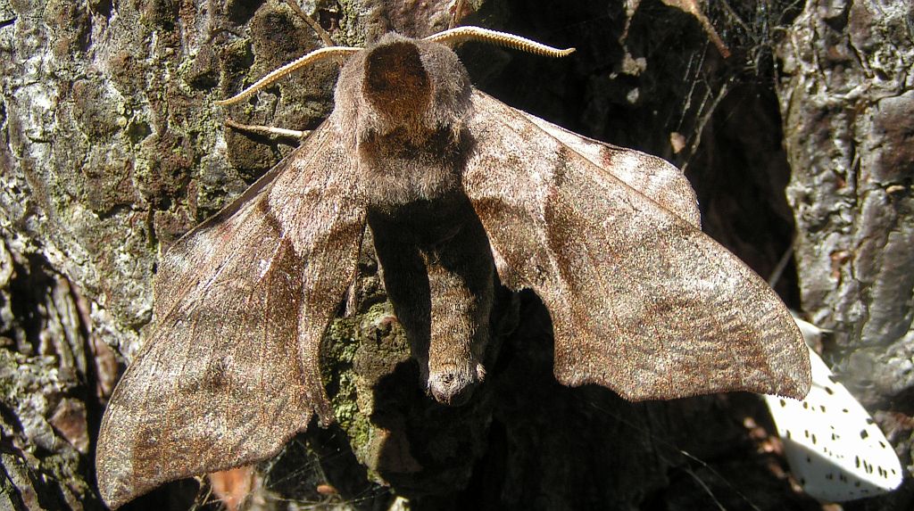 Nastrosz półpawik, gryzuń półpawik (Smerinthus ocellata syn. Smerinthus ocellatus)