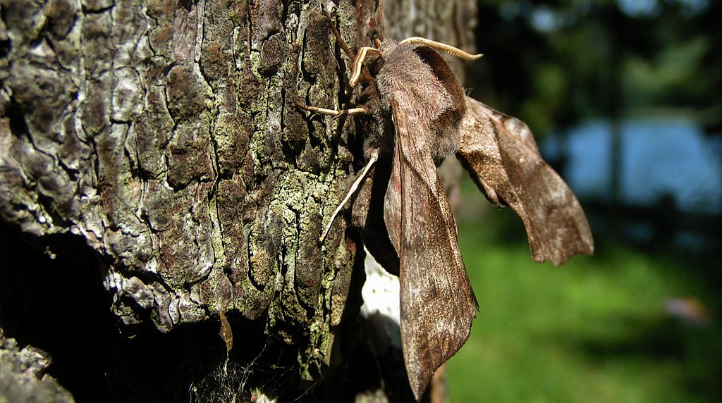 Nastrosz półpawik, gryzuń półpawik (Smerinthus ocellata syn. Smerinthus ocellatus)