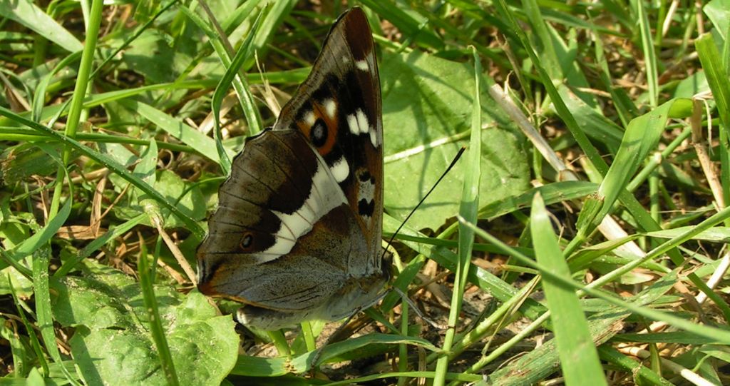 Mieniak tęczowiec (Apatura iris)
