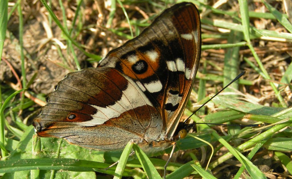 Mieniak tęczowiec (Apatura iris)
