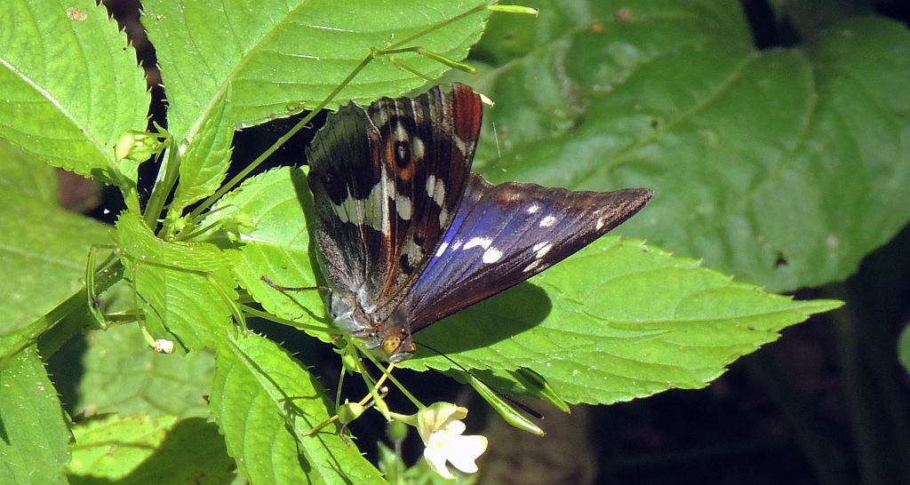 Mieniak tęczowiec (Apatura iris)