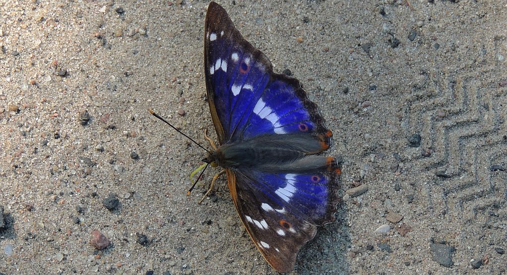 Mieniak strużnik (Apatura ilia)