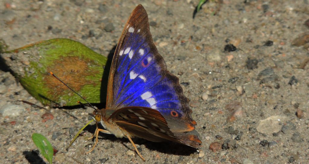 Mieniak strużnik (Apatura ilia)