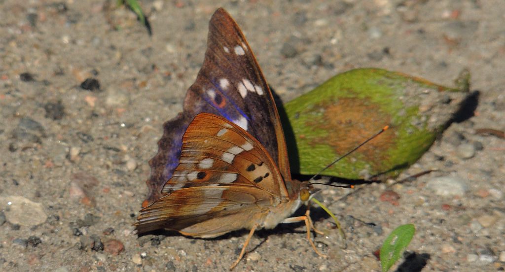 Mieniak strużnik (Apatura ilia)