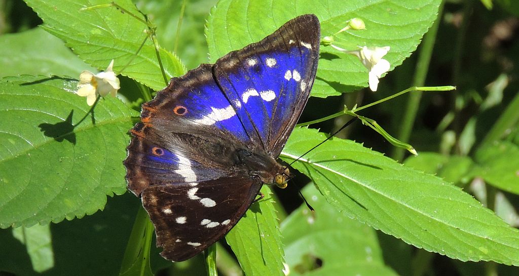 Mieniak tęczowiec (Apatura iris)