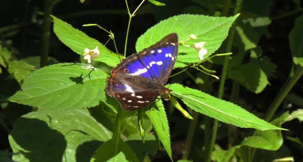 Mieniak tęczowiec (Apatura iris)