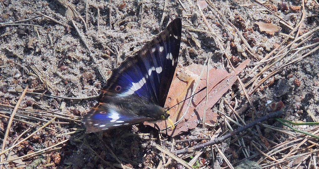Mieniak tęczowiec (Apatura iris)