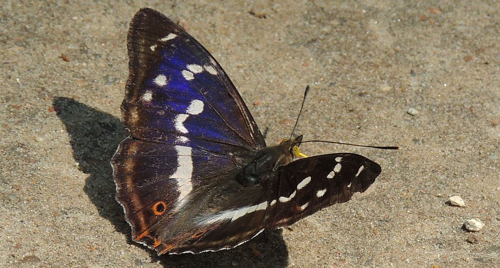 Mieniak tęczowiec (Apatura iris)