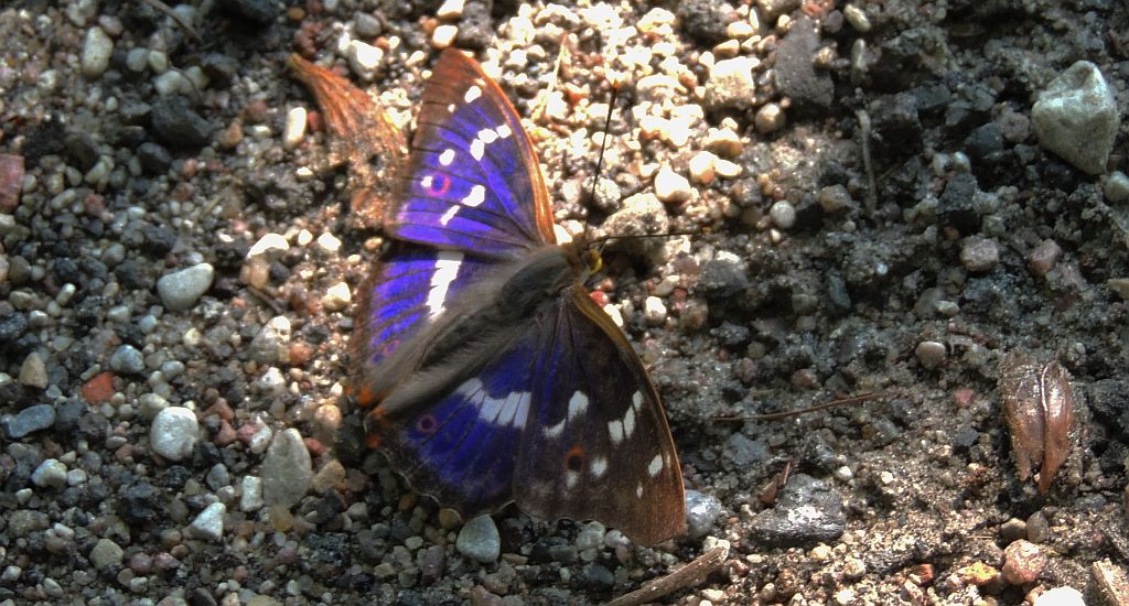 Mieniak strużnik (Apatura ilia)