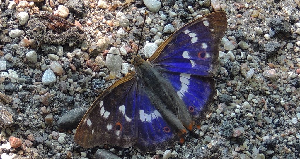 Mieniak strużnik (Apatura ilia)