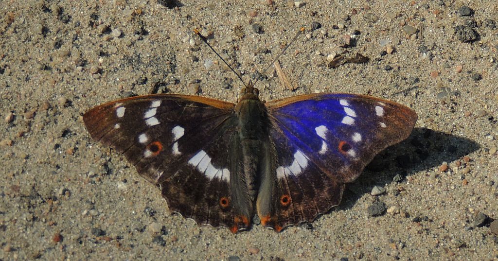 Mieniak strużnik (Apatura ilia)