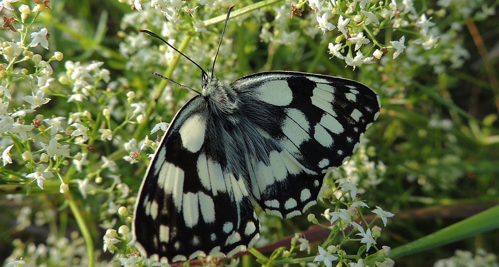 Polowiec szachownica (Melanargia galathea syn. Agapetes galathea)