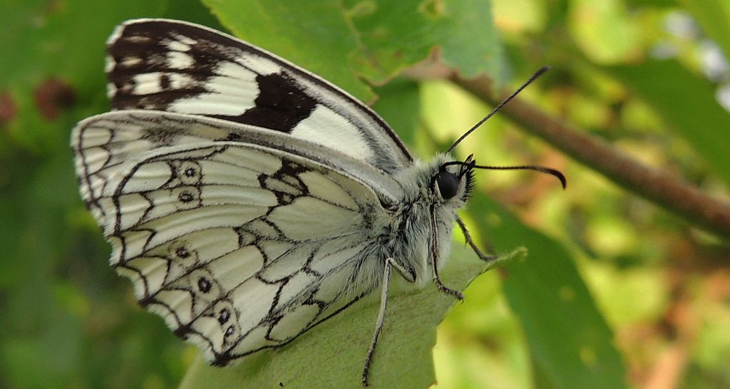 Polowiec szachownica (Melanargia galathea syn. Agapetes galathea)