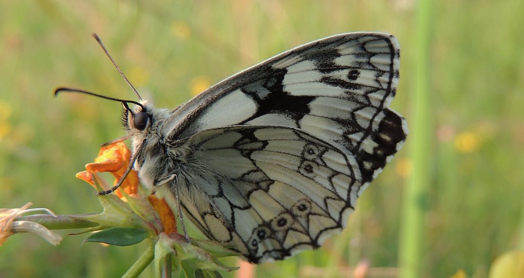 Polowiec szachownica (Melanargia galathea syn. Agapetes galathea)