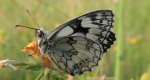 Polowiec szachownica (Melanargia galathea syn. Agapetes galathea)