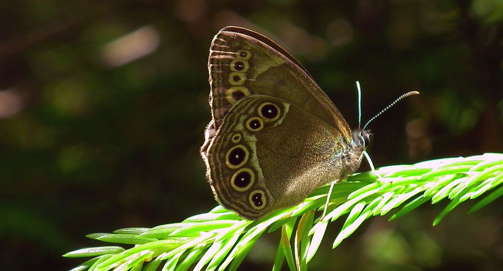 Osadnik wielkooki (Lopinga achine)