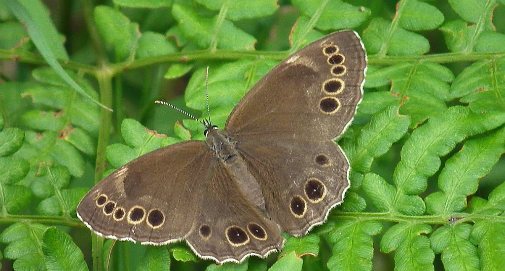 Osadnik wielkooki (Lopinga achine)