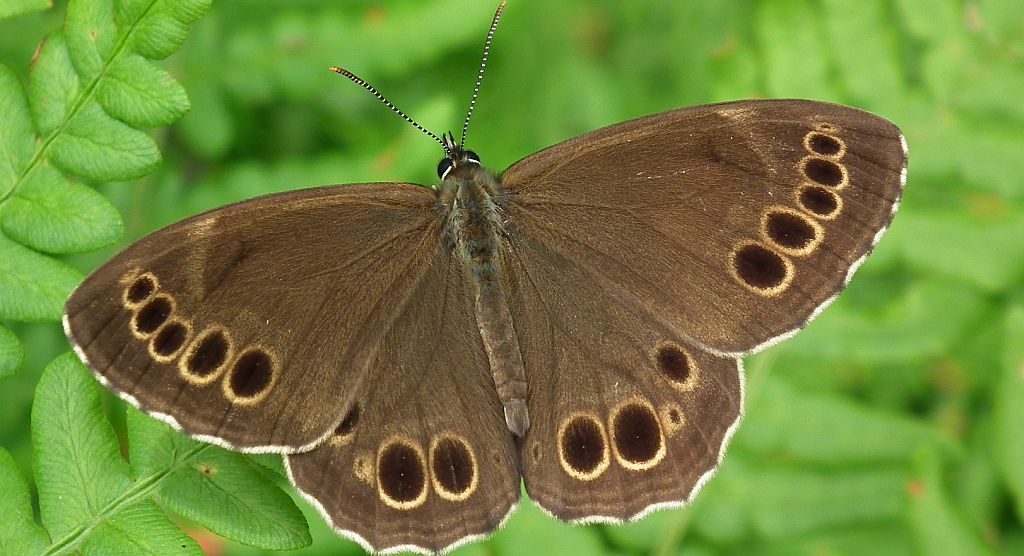 Osadnik wielkooki (Lopinga achine)