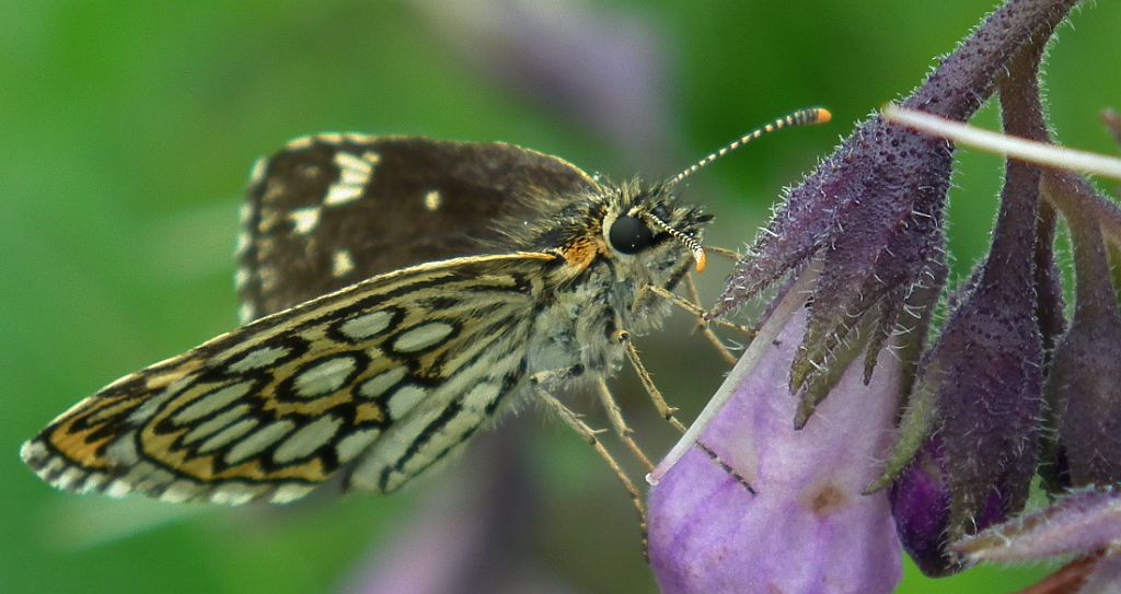 Rojnik morfeusz (Heteropterus morpheus)