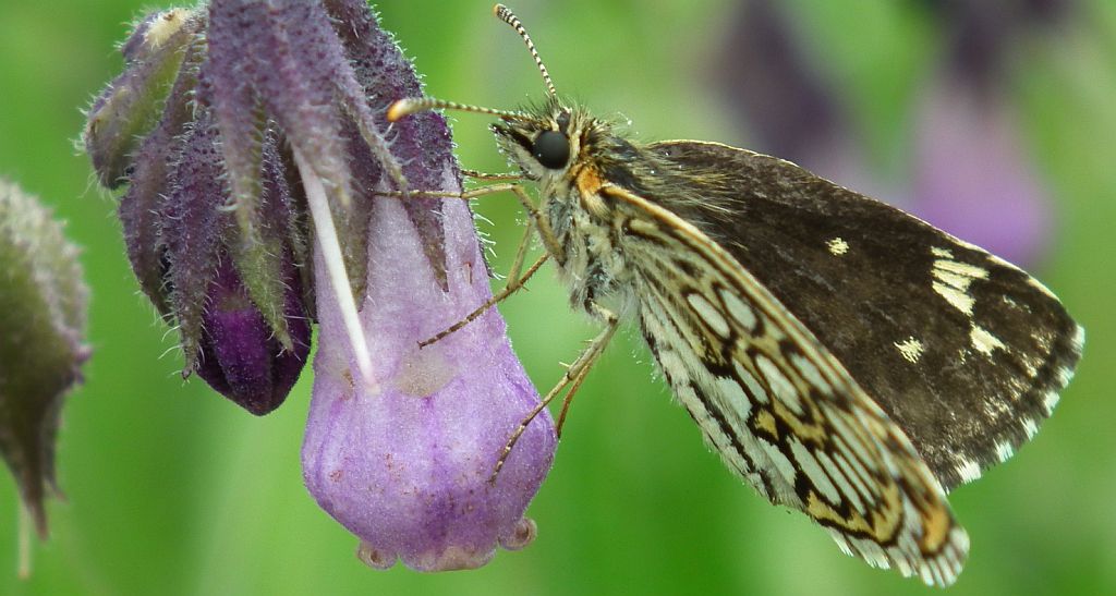 Rojnik morfeusz (Heteropterus morpheus)