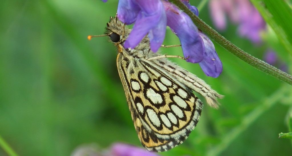 Rojnik morfeusz (Heteropterus morpheus)
