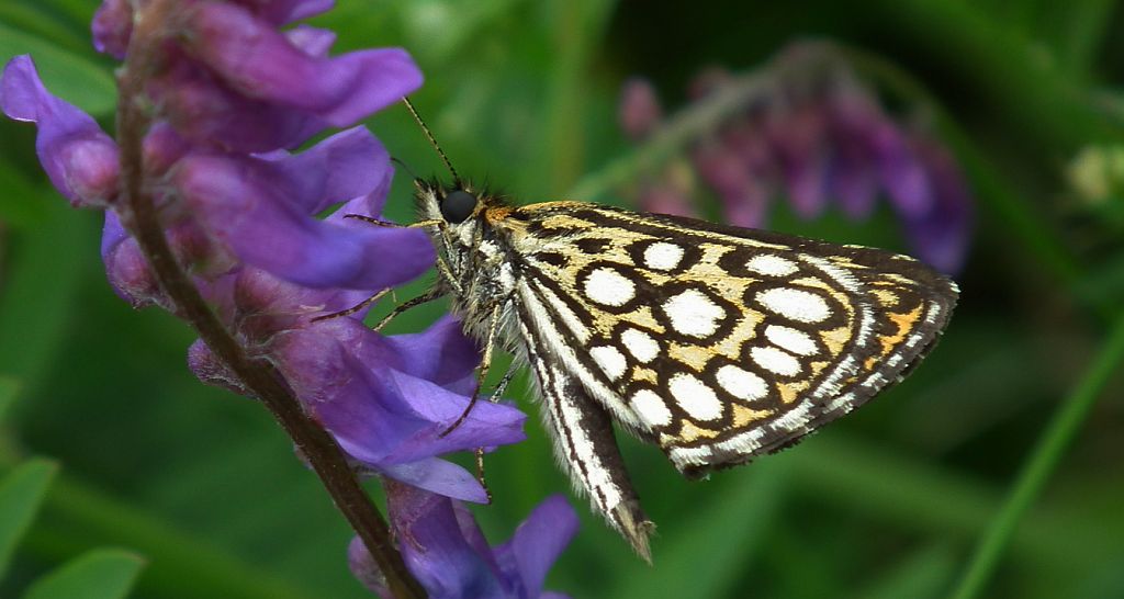 Rojnik morfeusz (Heteropterus morpheus)