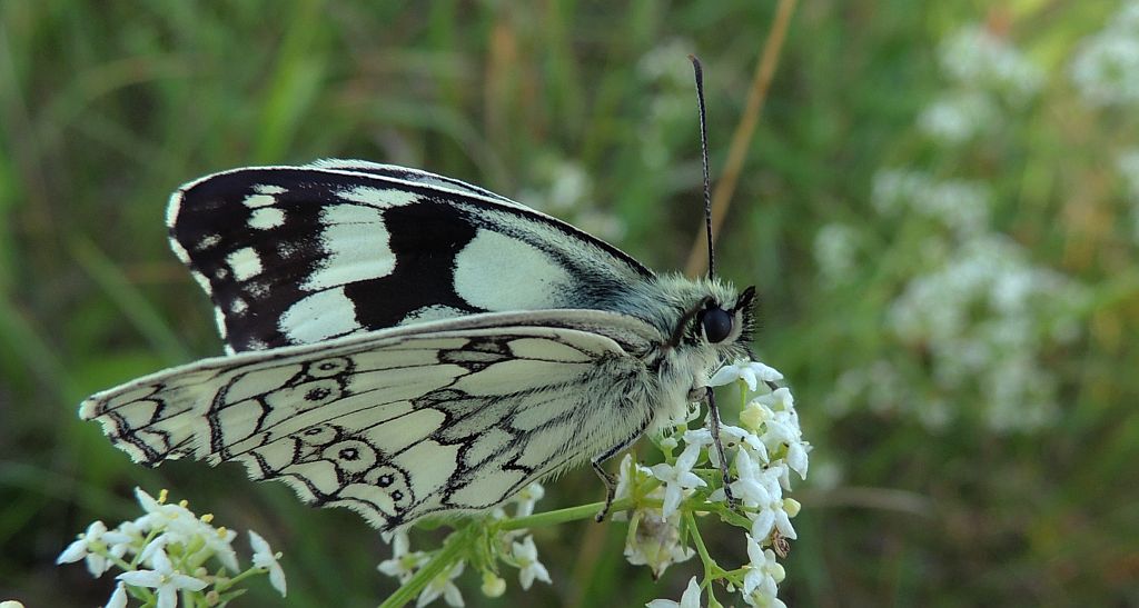Polowiec szachownica (Melanargia galathea syn. Agapetes galathea)